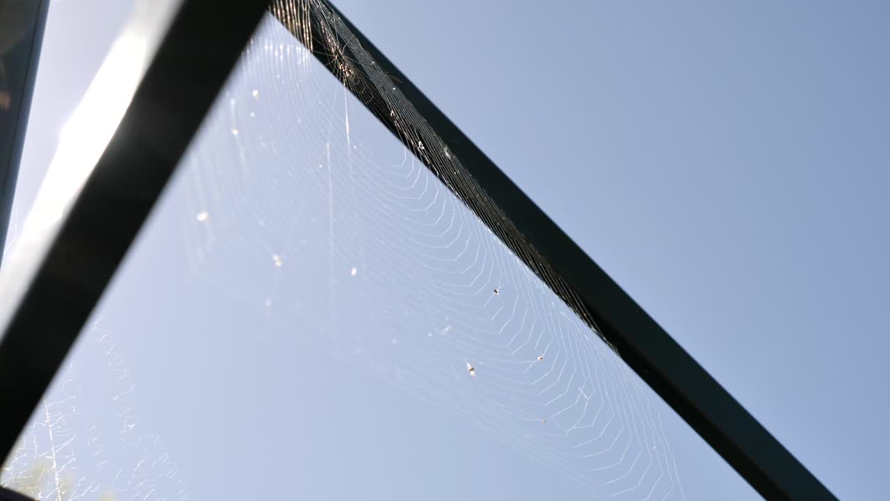 여름날 미풍에 부는 아름다운 전체 원형 거미줄을 드러내기 위해 녹색 옷 세척 라인 주위를 천천히 팬