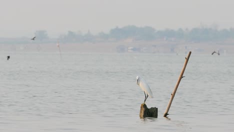 the little egret (egretta garzetta) is a species of small heron in the family ardeidae.