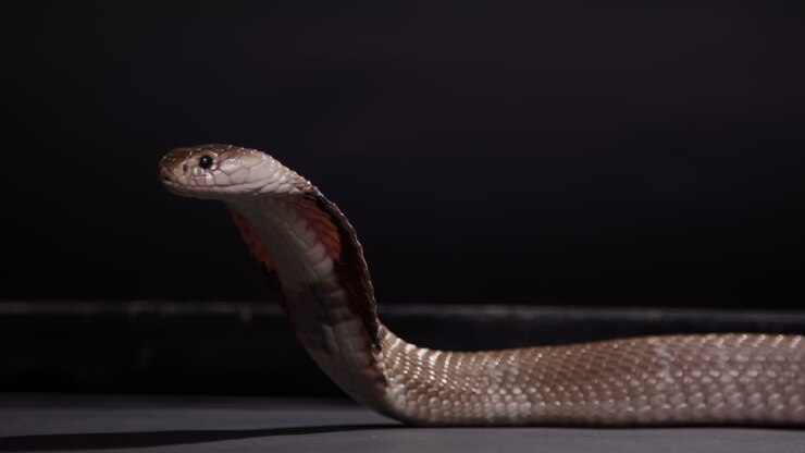 Monocle cobra met opgezette kap close-up op zwarte achtergrond natuurdocumentaire