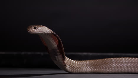 monocled cobra hooding close up on black background nature documentary