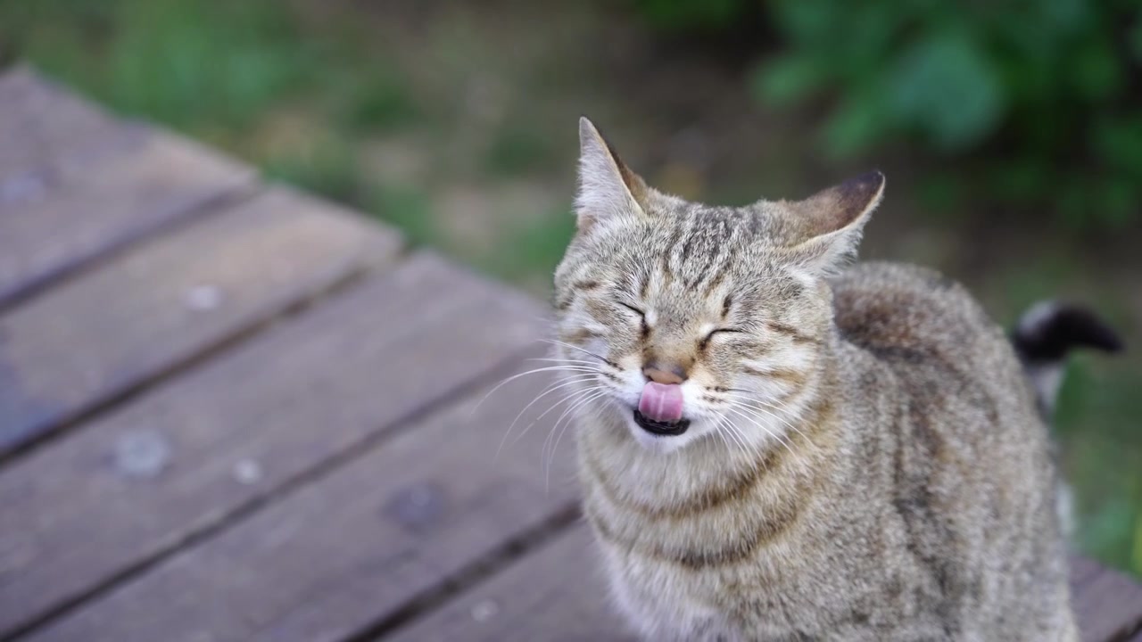 Primo piano a mano di un gatto randagio che miagola 4K50p.