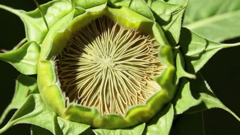 intricate patterns of an empty sunflower head