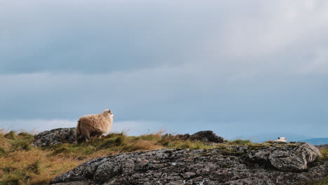 zwei isländische schafe auf einem felsigen hügel in island gehen an einem windigen tag weg und verschwinden über dem hügel