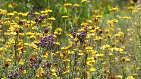 wildflowers swaying gently in the wind