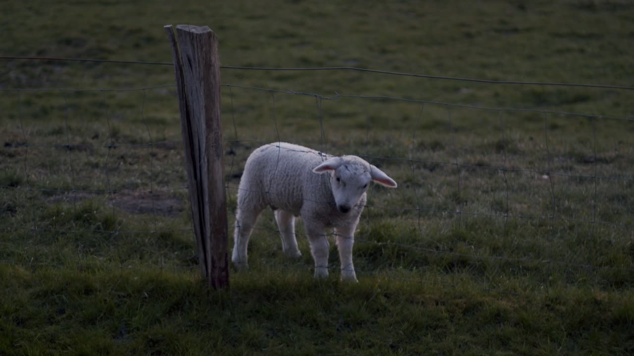 녹색 뒤뜰, 저녁, 슬로우 모션에 있는 정원 울타리에 귀여운 어린 양 씹는