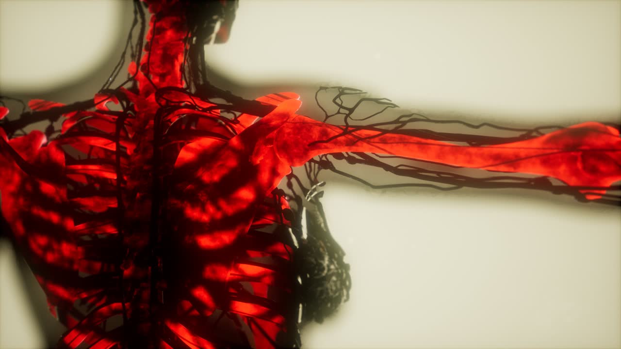 los huesos del esqueleto humano escanean brillando