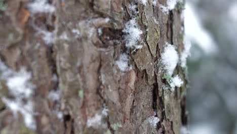 downward tilt close-up of snowy trunk of pine tree, shallow dof