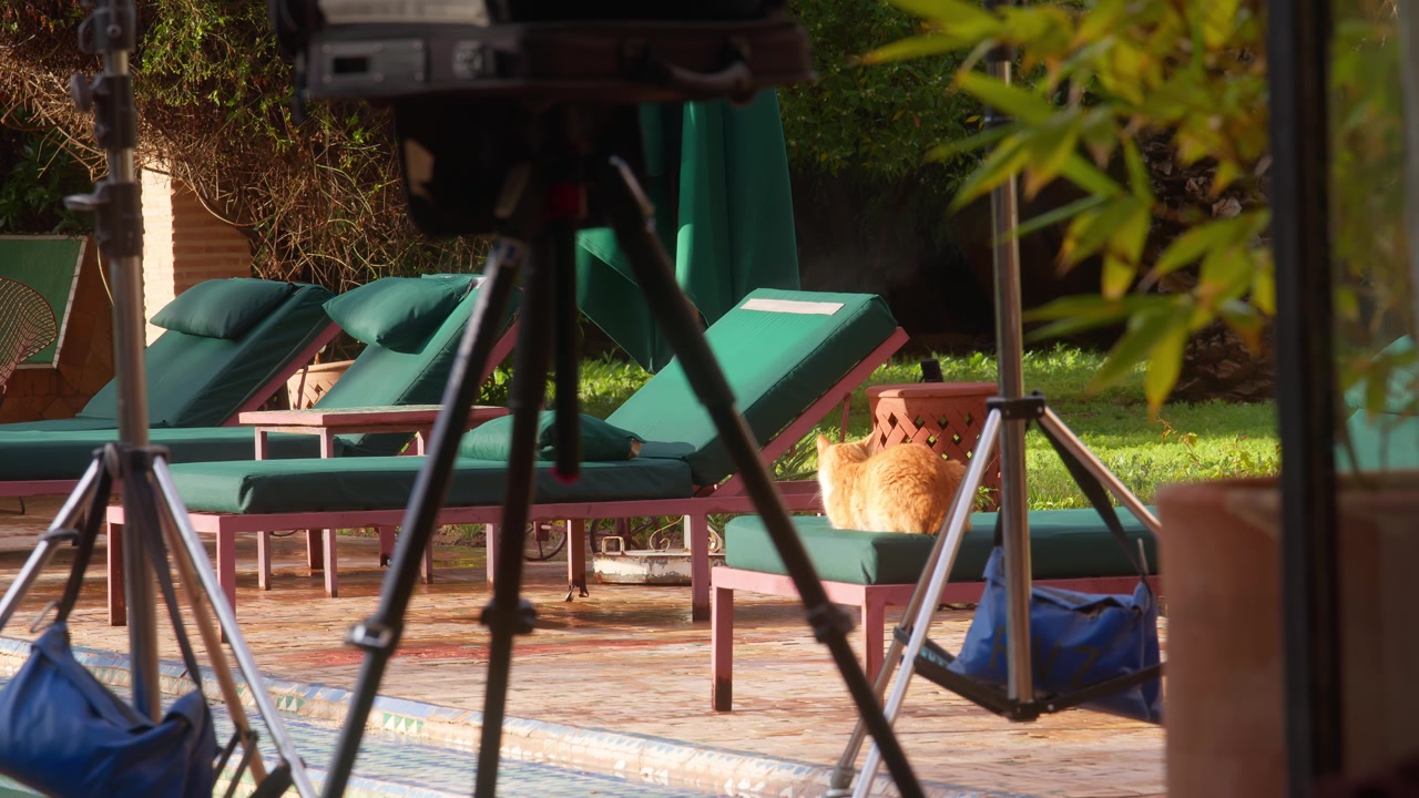 Gatto rosso che riposa su una sdraio a bordo piscina nel giardino soleggiato di una villa a Marrakech
