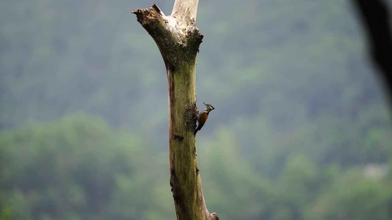 Woodpecker or Pelatuk besi or dinopium javanense pecking and hanging on tree on sunny day