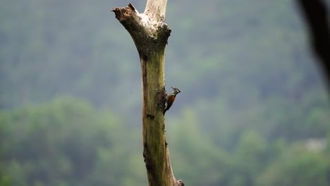 pájaro carpintero o pelatuk besi o dinopium javanense picoteando y colgando en el árbol en un día soleado