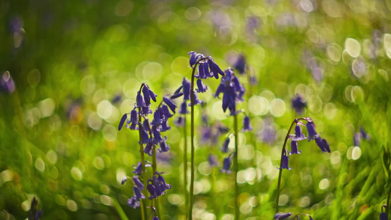 Bluebells in a Meadow