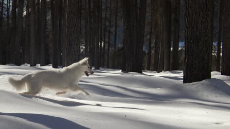 Glücklicher-Weißer-Schweizer-Schäferhund-Läuft-In-Zeitlupe-Im-Verschneiten-Wald
