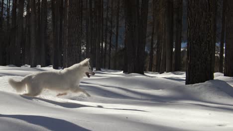 Feliz-Perro-Pastor-Suizo-Blanco-Corre-En-Cámara-Lenta-Del-Bosque-Nevado