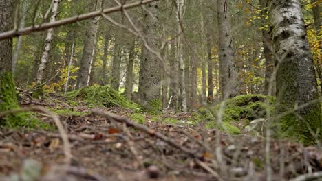 un suelo de bosque en el bosque de otoño-1