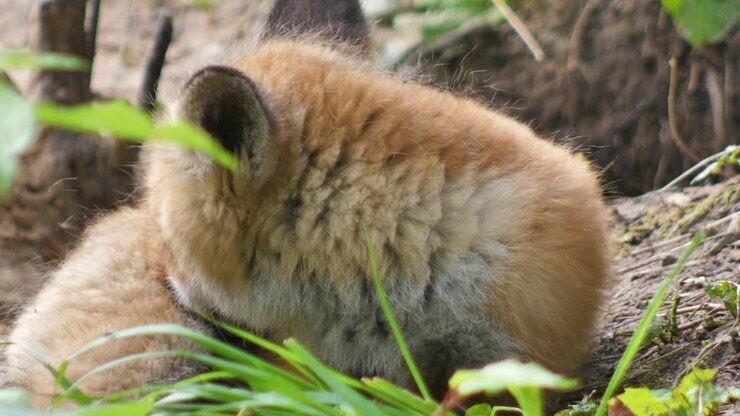 Tenero cucciolo di volpe rossa sta nell'erba e guarda la macchina fotografica.