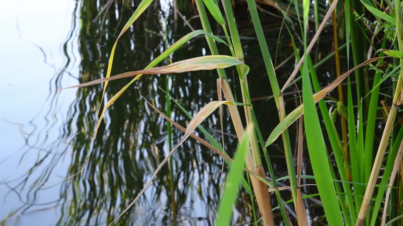Reeds growing from river water surface
