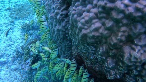 school of convict tang feeding on algae on the reefs under the blue sea