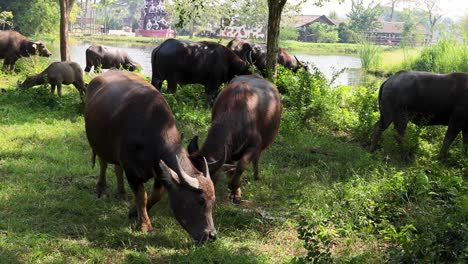 manada de búfalos que se alimentan de hierba en un campo