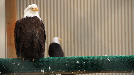 bald eagle sits and turns head on rail