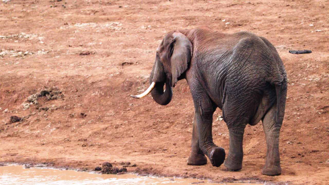 케냐 에 있는 아베르데어 국립 공원 의 강변 에서  ⁇ 고 있는 아프리카 코끼리