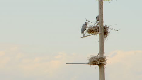 two blue heron's are seen by their nest