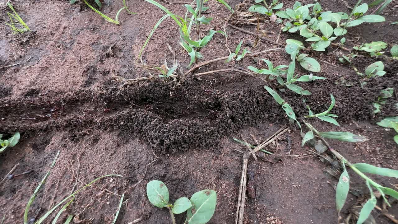 Scia di formiche rosse nel Parco Nazionale del Serengeti in Tanzania.