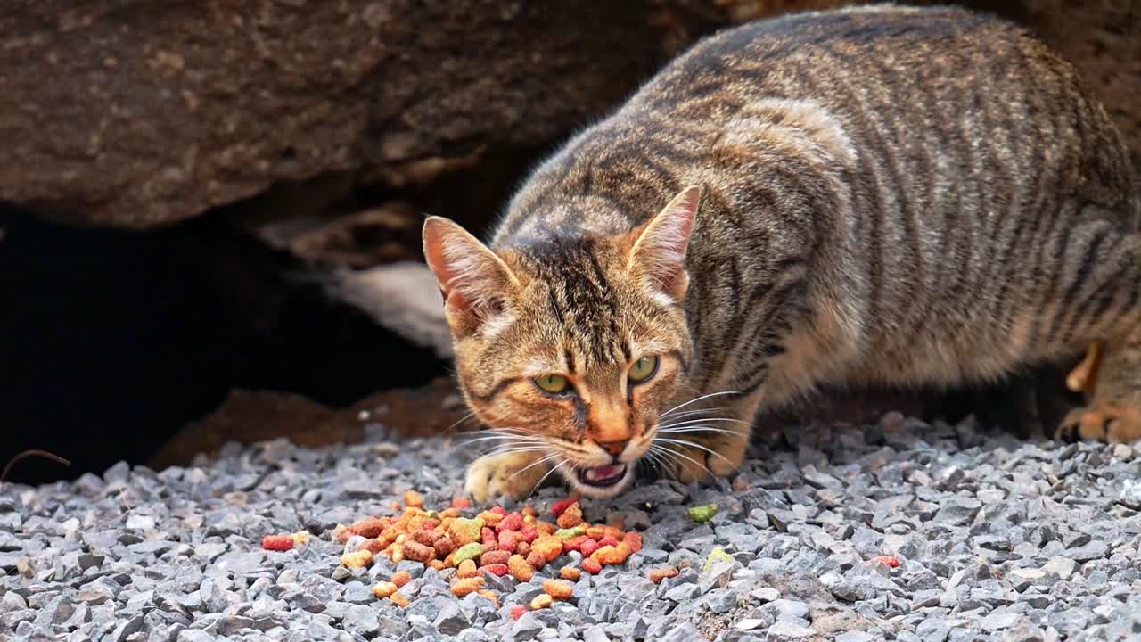 Nahaufnahme einer wilden getigerten Katze in Puerto Del Carmen, Lanzarote, die ein paar Katzenleckerlis frisst