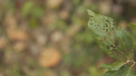 the camera gracefully rotates focusing a serene, unfocused background of forest