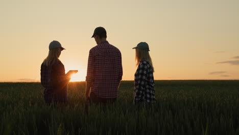 several successful farmers communicate against the backdrop of a wheat field at sunset. use tablet - technology in agriculture