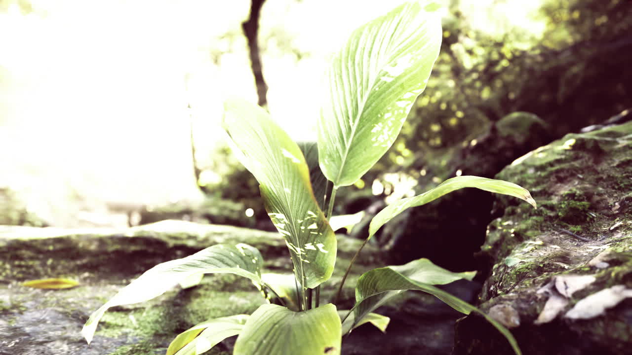 Green plant thriving on a mossy rock in a lush daytime forest