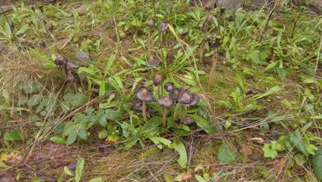 Inky-Cap-Mushroom