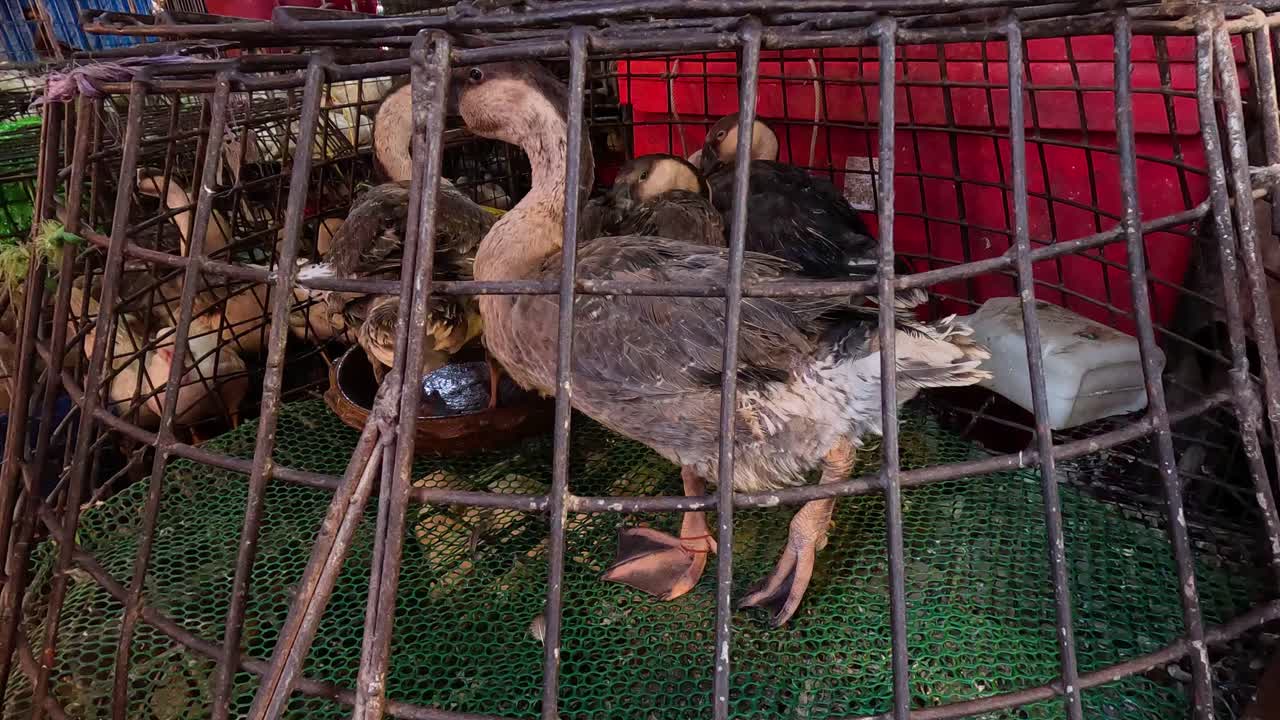 Um ganso confinado em uma gaiola de arame