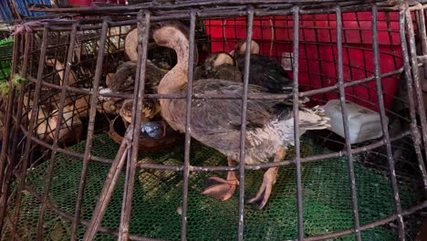 a goose confined within a wire cage