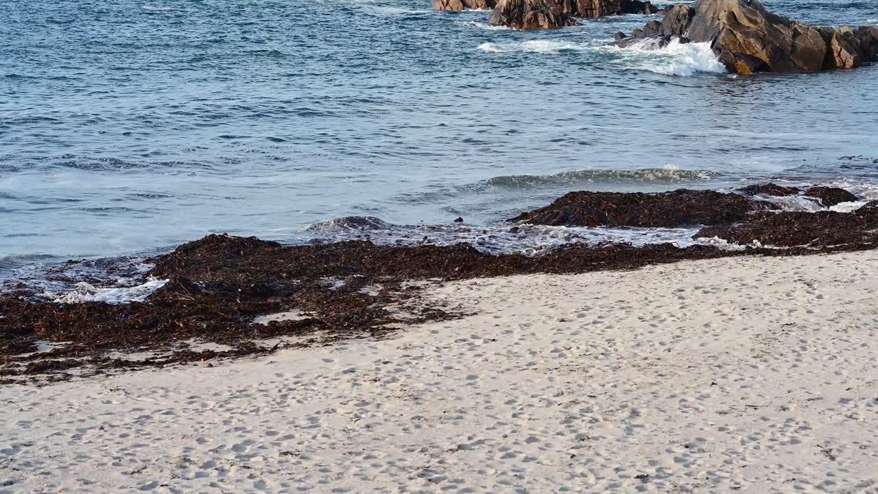 Close footage of waves lapping rocks and shoreline with seaweed coming ashore on golden beach in the sunshine