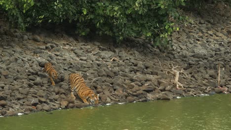 El-Cachorro-De-Tigre-Se-Une-A-Su-Madre-En-El-Agua-Para-Tomar-Una-Copa-En-Una-Ventosa-Mañana-De-Verano