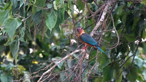 Ein-Storchschnabel-Eisvogel,-Der-Auf-Einem-Ast-Im-Dschungel-Sitzt