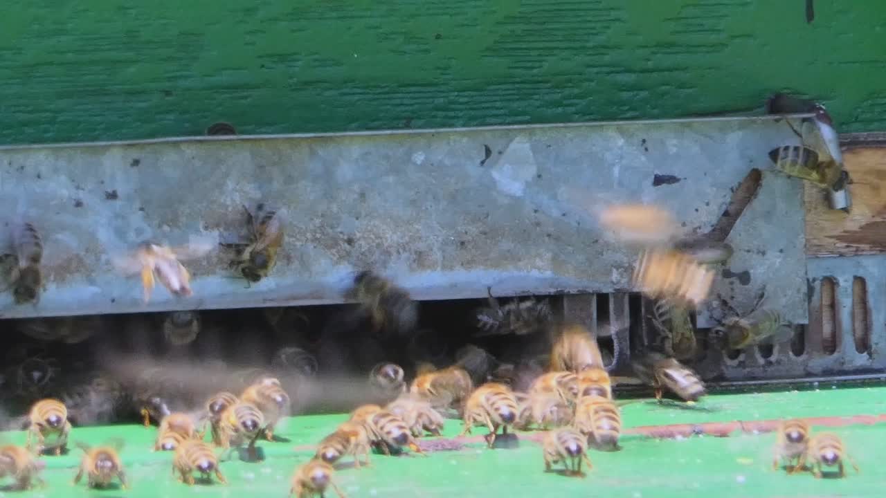 꿀벌은 꿀을 집으로 가져옵니다