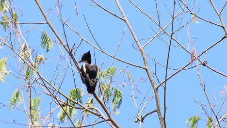 pájaro carpintero manchado de corazón, hemicircus canente, parque nacional kaeng krachan, tailandia