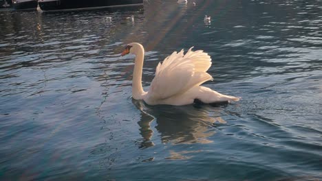 Large-white-swan-swimming-on-calm-water-with-wings-ruffled