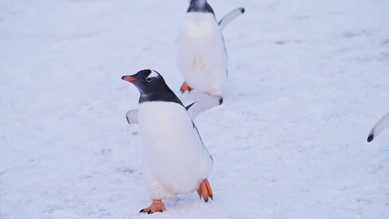 animales divertidos de cámara lenta pingüinos caminando sobre la nieve en la antártida, toma de ángulo bajo de pingüinos gentoo en la tierra nevada de invierno en la vida silvestre gira por la península antártica con escena nevada blanca