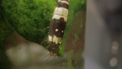 close up shot of crystal black taiwan bee fresh water shrimp in a planted fish tank