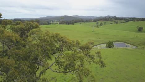 Drones-Volando-Alrededor-De-Un-árbol-En-La-Verde-Campiña-Del-Valle-De-Nambucca-En-Nueva-Gales-Del-Sur,-Australia