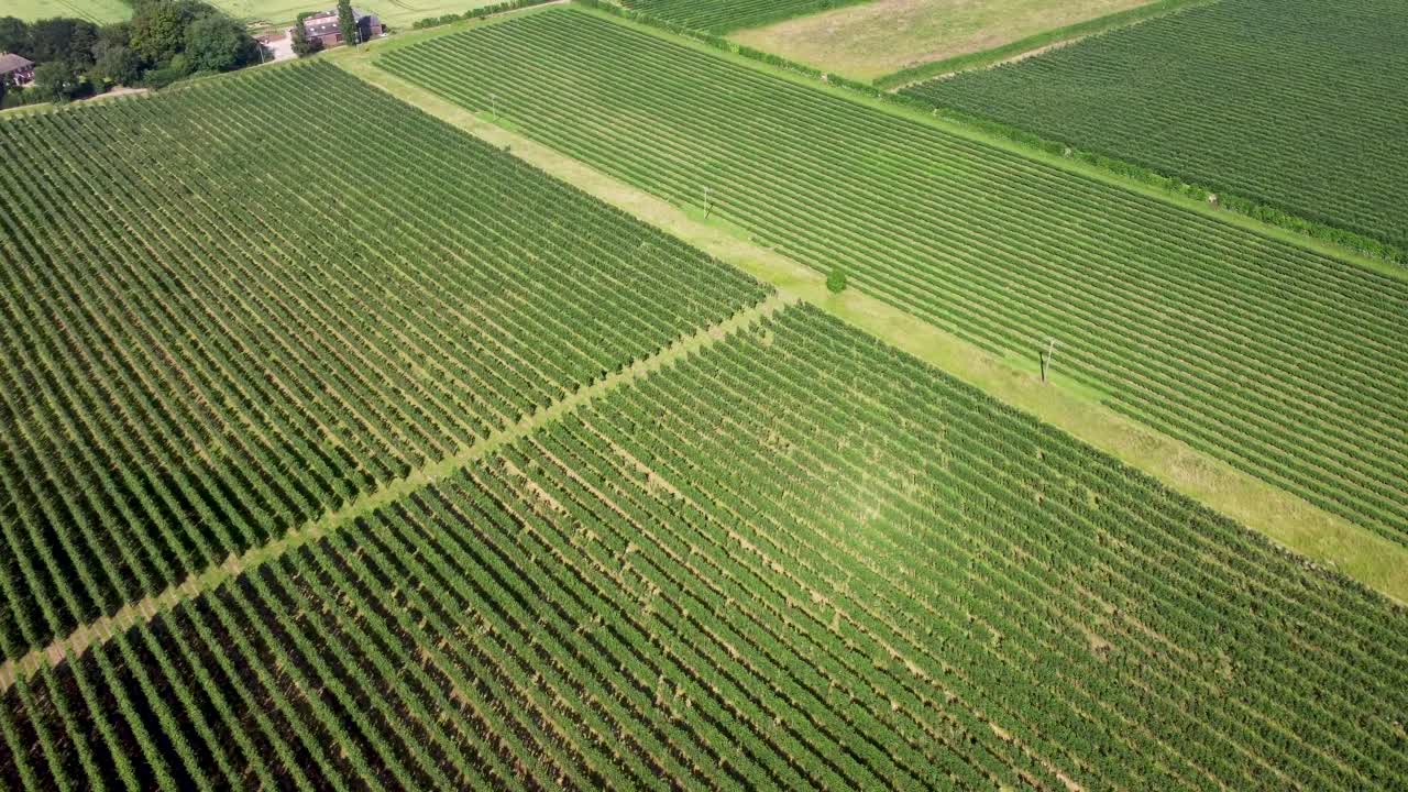 Green 4K footage from a drone flying over apple orchards in Kent countryside, UK