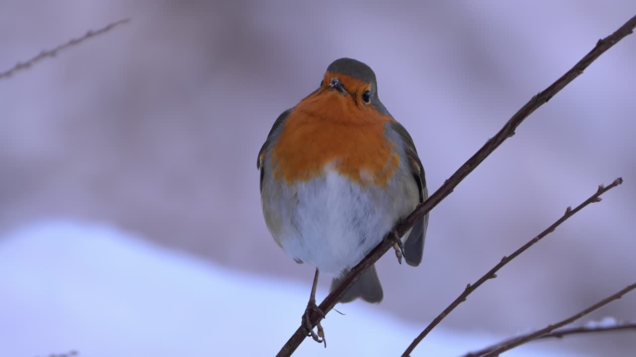European Robin perched on twig looking up, turns back to camera, winter snow background, Norway, close up.