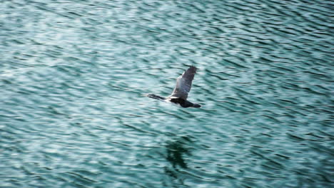 High-angle-pan-left-to-right-shot-over-a-duck-bird-flying-low-over-beautiful-Milford-lake-at-daytime