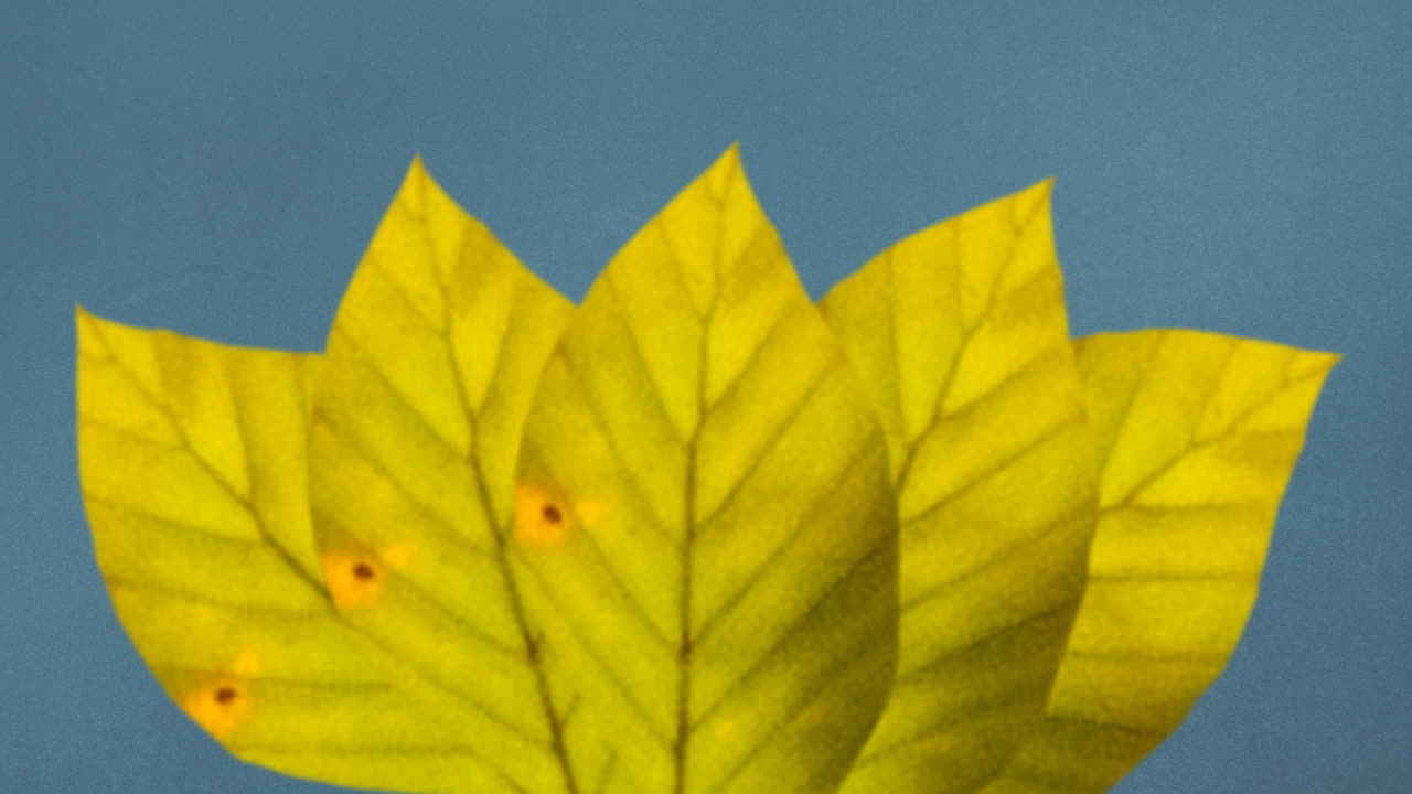 animación de hojas amarillas de otoño sobre fondo azul