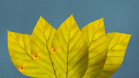 animación de hojas amarillas de otoño sobre fondo azul