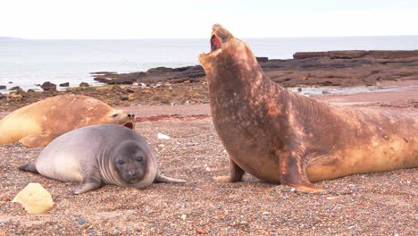 female elephant seals calling out on the beach where they rest and flick the sand in air with their flippers