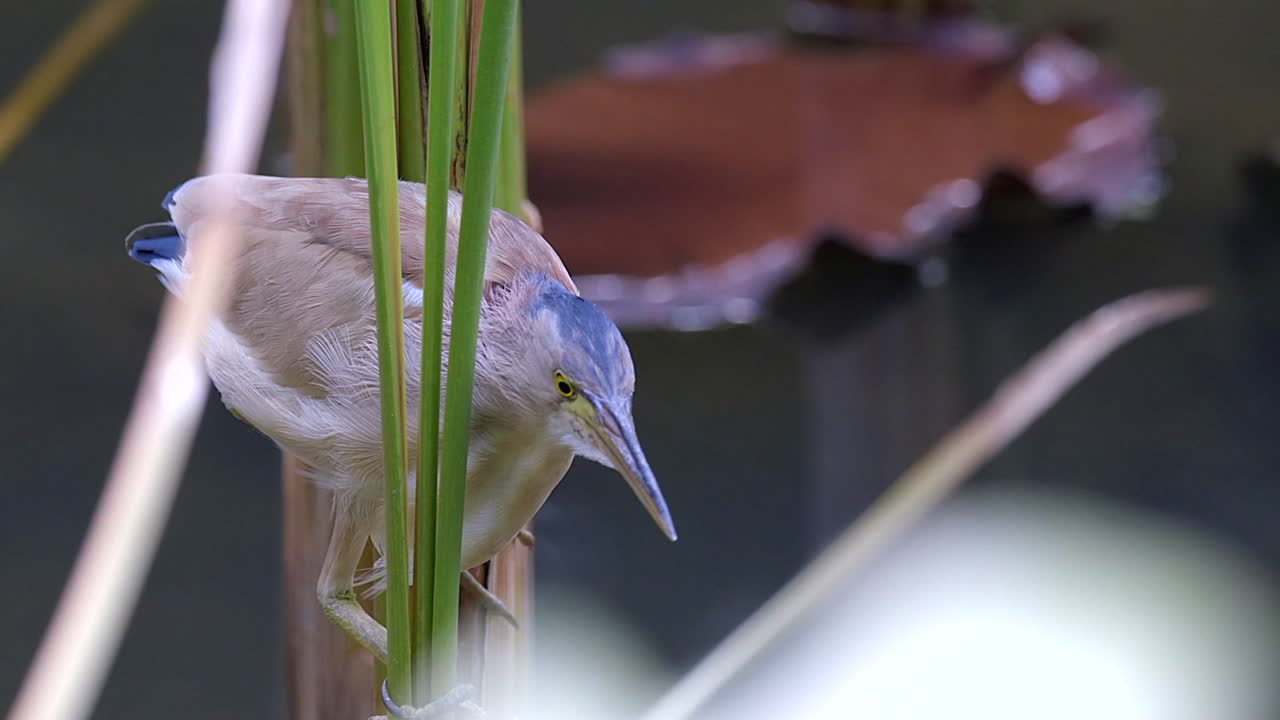 민물 식물 사이에 자리 잡고 숨어있는 노란색 간수 새가 먹이를 매복하기 위해 참을성있게 기다리고 있습니다.