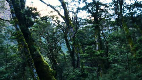la exuberante selva tropical de nueva zelanda